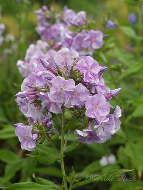 Phlox Vanadis.JPG